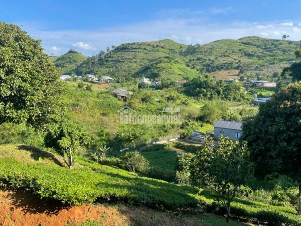 🌿 Siêu phẩm đất nghỉ dưỡng 1,2ha tại Mộc Châu – View đồi chè tuyệt đẹp, độc nhất thị trường