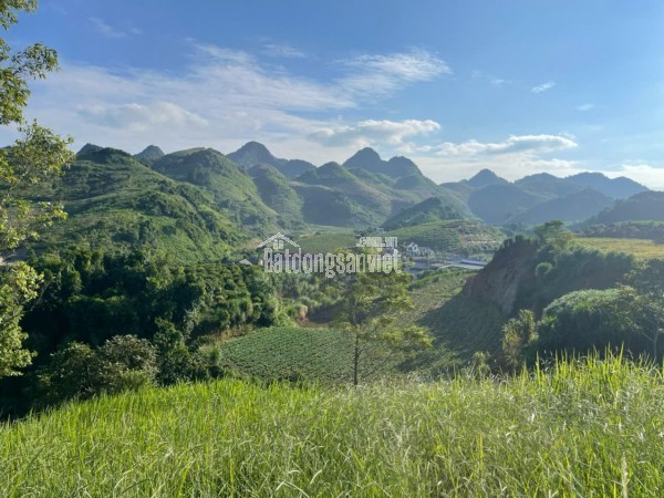 🌿 Siêu phẩm đất nghỉ dưỡng 1,2ha tại Mộc Châu – View đồi chè tuyệt đẹp, độc nhất thị trường