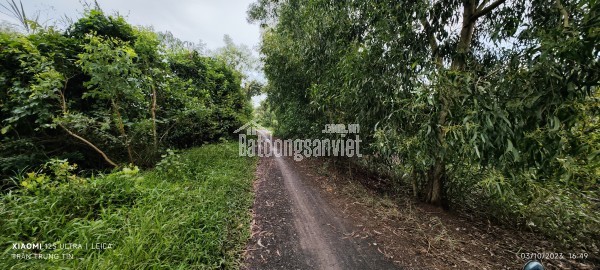 Bán lô đất thổ phân lô mặt tiền đê bao giá 1,5 tỷ