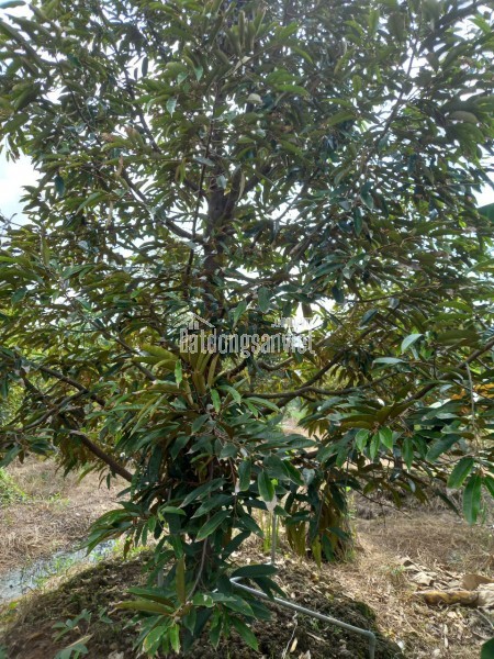 Bán đất tại Xã Tam Bình, Huyện Cai Lậy, Tiền Giang giá 939 Triệu