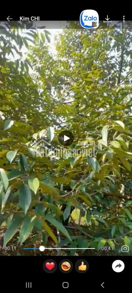Bán đất tại Xã Tam Bình, Huyện Cai Lậy, Tiền Giang giá 939 Triệu