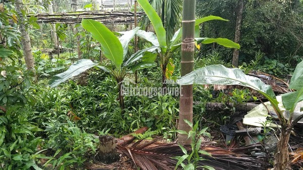 🏡 🔥 ĐẤT ĐẸP – GIÁ RẺ – SỔ ĐỎ CHÍNH CHỦ 🔥 - Mặt tiền đường Lý Thánh Tông, Thị trấn Phú Lộc, Huế