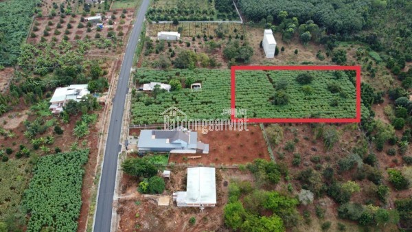 Cơ Hội Đầu Tư Sinh Lời Cao Tại Xã Đá Bạc, Huyện Châu Đức, Bà Rịa – Vũng Tàu
Vị trí vàng – Tiềm