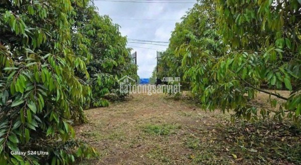 CẦN BÁN GẤP VƯỜN SẦU RIÊNG CÓ NHÀ CẤP 4 DỌN VÀO Ở NGAY ĐIỆN NƯỚC ĐẦY ĐỦ ..