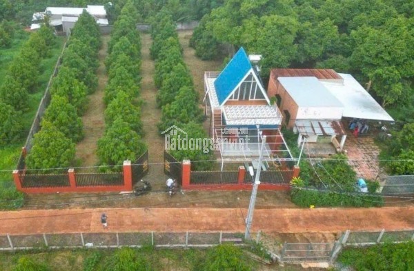 CẦN BÁN GẤP VƯỜN SẦU RIÊNG CÓ NHÀ CẤP 4 DỌN VÀO Ở NGAY ĐIỆN NƯỚC ĐẦY ĐỦ ..