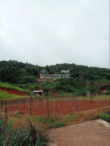BÁN ĐẤT NGHỈ DƯỠNG, HOMESTAY TẠI MỘC CHÂU – VỊ TRÍ VÀNG, GIÁ SIÊU TỐT! CHỈ 1,5tr/m2