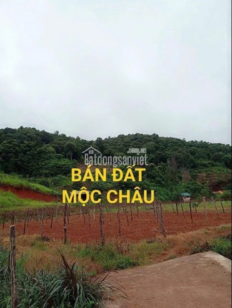 BÁN ĐẤT NGHỈ DƯỠNG, HOMESTAY TẠI MỘC CHÂU – VỊ TRÍ VÀNG, GIÁ SIÊU TỐT! CHỈ 1,5tr/m2