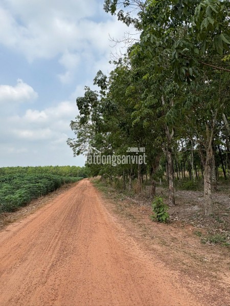 ĐẤT CAO SU ĐẸP NHƯ SÂN BANH – SÁT BECAMEX – CƠ HỘI VÀNG CHO NHÀ ĐẦU TƯ
