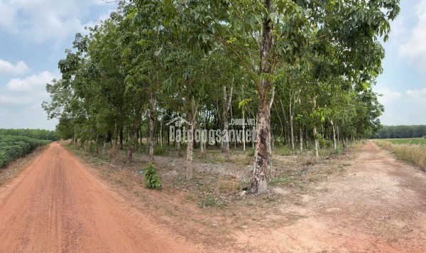 ĐẤT CAO SU ĐẸP NHƯ SÂN BANH – SÁT BECAMEX – CƠ HỘI VÀNG CHO NHÀ ĐẦU TƯ