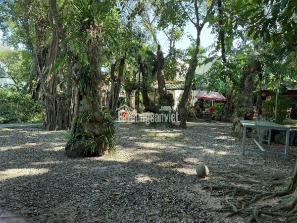 Bán Đất 1100m² Mặt Tiền Nguyễn Chí Thanh – Vườn Cổ Thụ, Dương Đông