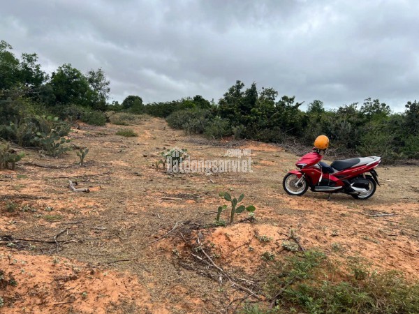 🔥 CHỈ 70 TRIỆU/1.000M² – SỞ HỮU NGAY LÔ ĐẤT LỚN GẦN BIỂN – SỔ HỒNG RIÊNG 🔥
📍 Vị trí: Thôn Sơn