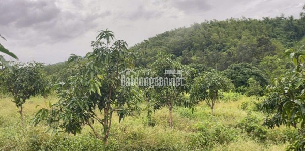 BÁN LÔ ĐẤT THÔN TÂY NAM, XÃ SÔNG CẦU, HUYỆN KHÁNH VĨNH, KHÁNH HOÀ.