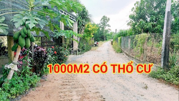 300 Triệu sang Tên 1000m2 có Thổ Cư, Gần DT 818, mỗi tháng trả dần 3 triệu