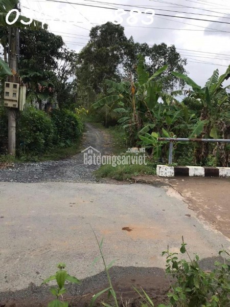 CẦN TIỀN NÊN BÁN GẤP MẢNH ĐẤT VƯỜN HƠN 1.000M² Ở CHÂU HƯNG BÌNH ĐẠI, BẾN TRE – SỔ ĐỎ SẴN