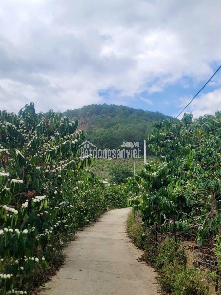 CẦN BÁN 6525M ĐẤT SỔ RIÊNG TÀ NUNG ĐÀ LẠT - giá chỉ 6 tỷ