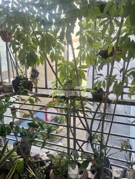 BÁN NHÀ ĐẸP KIẾN TRÚC VIEW RỪNG CÔNG VIÊN 66/ XVNT, P.21, BÌNH THẠNH. Giá 5.8 tỷ, 5PN