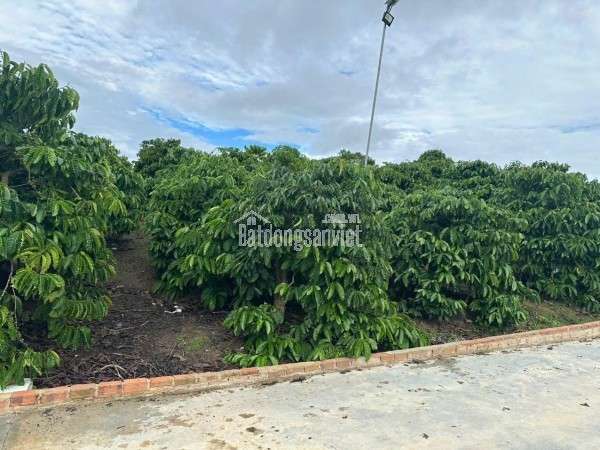 Bán 21000m2 ( 21 sào ) đất nhà , ao, vườn cà phê -Xã Liên Hiệp - Đức Trọng Lâm Đồng