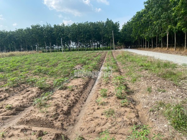 lô 2 mặt tiền nhựa ngay TTHC chơn thành 1ty2/200m2