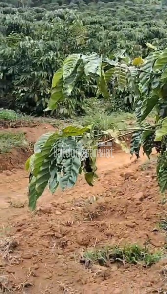 CHÍNH CHỦ CẦN BÁN GẤP LÔ ĐẤT CÓ VỊ TRÍ ĐẸP TÂN THANH - HUYỆN LÂM HÀ - TỈNH LÂM ĐỒNG