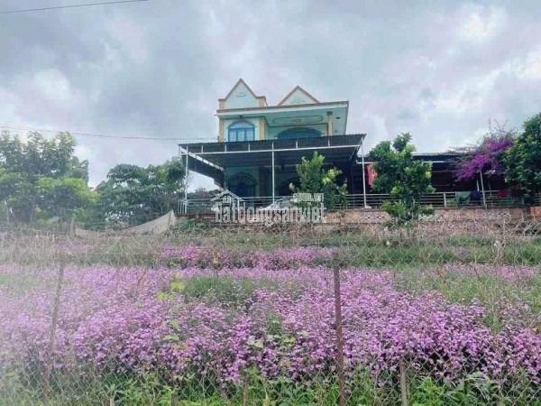 BÁN ĐẤT BIỆT THỰ NGUYỄN HỮU CẢNH – PHƯỜNG LÂM VIÊN (P8 CŨ), ĐÀ LẠT