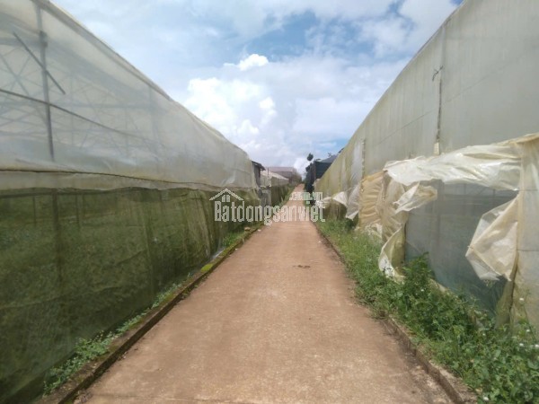 Cần bán 436m2. đất xã bình thạnh - đức trọng - lâm đồng