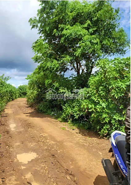 BÁN LÔ ĐẤT ĐẸP – VỊ TRÍ TRUNG TÂM ĐỨC TRỌNG – GIÁ ĐẦU TƯ