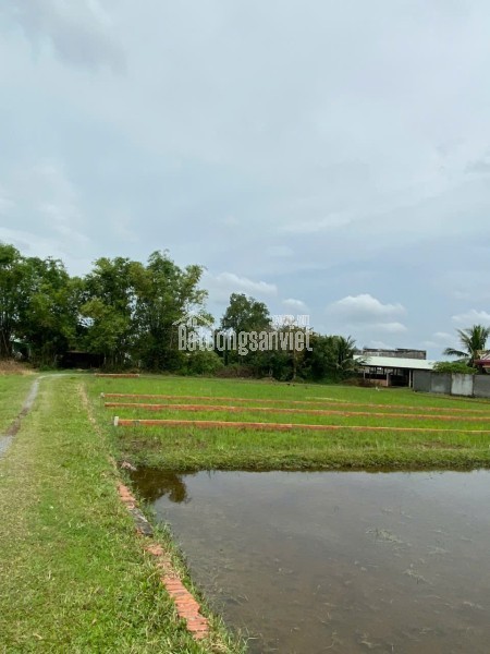 CHÍNH CHỦ BÁN LÔ ĐẤT 1000M2 GIÁ SIÊU TỐT TẠI BÀU SEN, ĐỨC HÒA, LONG AN