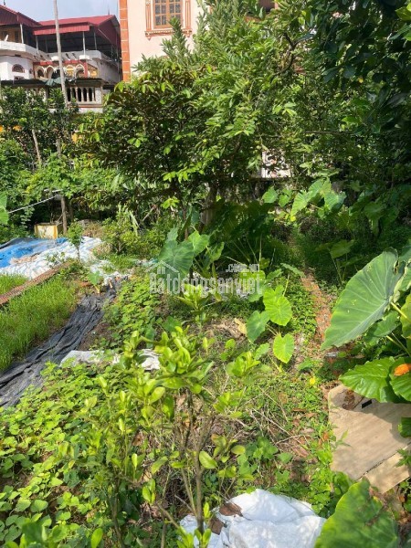 Bán nhà Hồng Tiến, Long Biên 36m, nhỉnh 5 tỷ