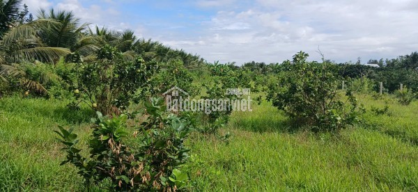 Lô đất trồng bưởi Lộ Xoài giáp ranh Mỹ Tho. Diện tích 1.700m2. Cách QL50 chỉ 1,5 km.