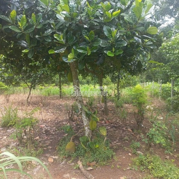 🔥 BÁN GẤP LÔ ĐẤT GIÁ CHỈ 290 TRIỆU 🔥