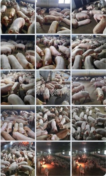 Trang trại chăn nuôi heo qui mô lớn 10 hécta