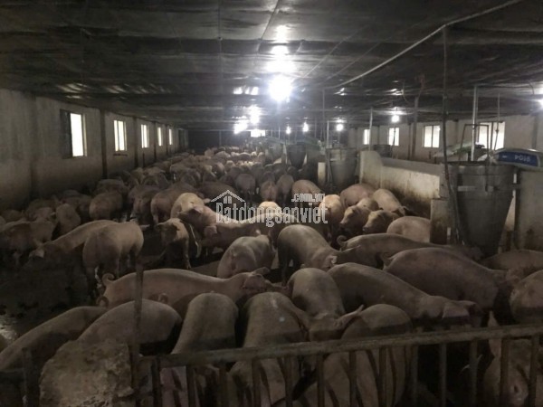 Trang trại chăn nuôi heo qui mô lớn 10 hécta