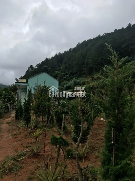 CHO THUÊ VILLA PHƯỜNG 8 ĐÀ LẠT - View đẹp - giá 12tr/tháng