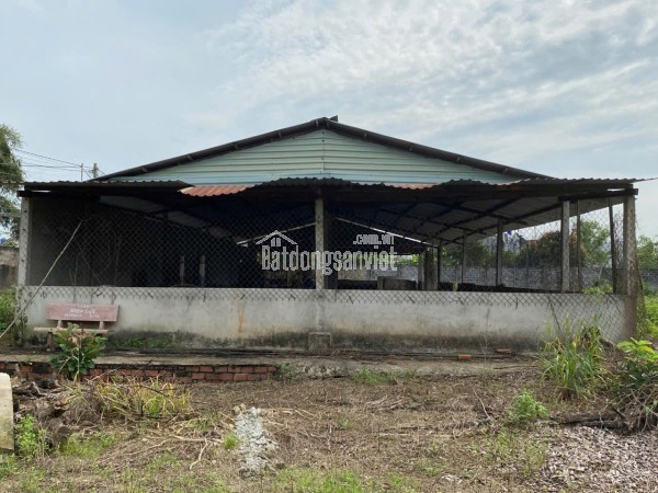 Trang trại chăn nuôi heo qui mô lớn 10 hécta giá thương lượng 155 tỷ
