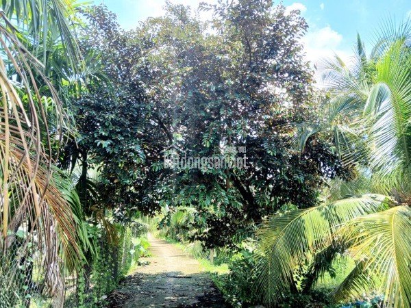 Bán KHU ĐẤT NHÀ VƯỜN rộng 4.300m3. ấp Long Hòa A, Phường Đạo Thạnh (Mỹ Tho) Tỉnh Đồng Tháp