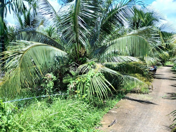 Bán KHU ĐẤT NHÀ VƯỜN rộng 4.300m3. ấp Long Hòa A, Phường Đạo Thạnh (Mỹ Tho) Tỉnh Đồng Tháp