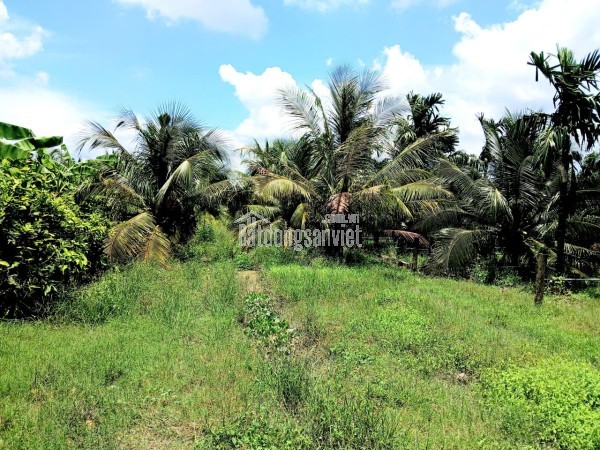 Bán KHU ĐẤT NHÀ VƯỜN rộng 4.300m3. ấp Long Hòa A, Phường Đạo Thạnh (Mỹ Tho) Tỉnh Đồng Tháp