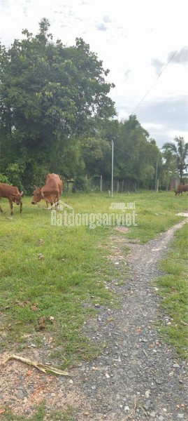 Bán đất thổ cư An Bình, Châu Thành, Tây Ninh, đường Ngô Thất Sơn, 95m2, giá chỉ 200tr, sổ đỏ. LH: