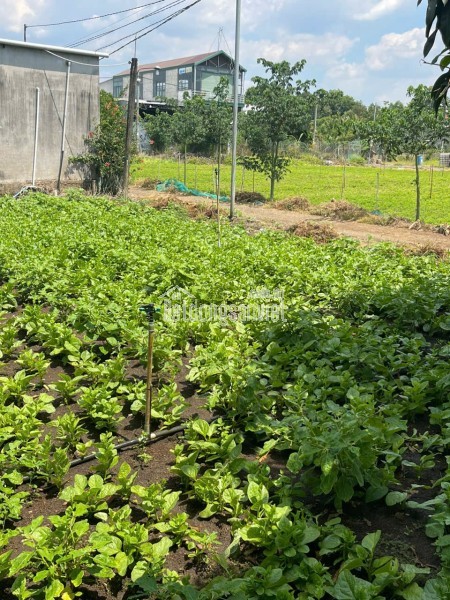 Bán đất vườn 1000m² tại Suối Nho, Định Quán – Pháp lý rõ ràng, giá 990 triệu