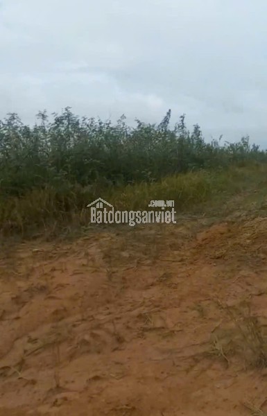 Trang trại chăn nuôi heo qui mô lớn 10 hécta giá 155 tỷ có thương lượng với khách hàng thiện chí