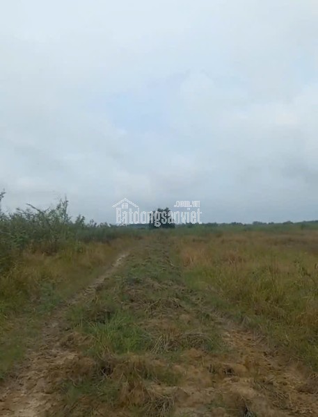 Trang trại chăn nuôi heo qui mô lớn 10 hécta giá 155 tỷ có thương lượng với khách hàng thiện chí