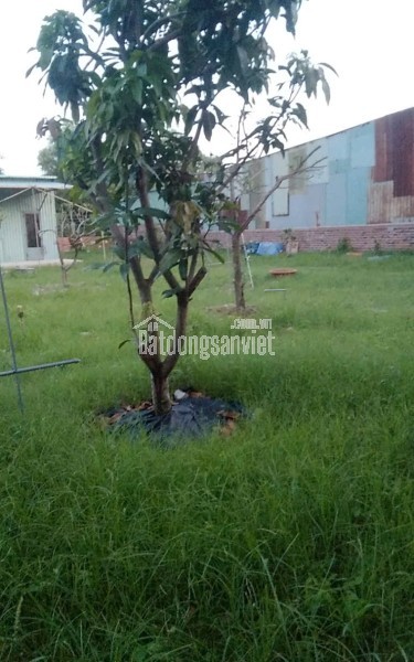 Lô đất Vũng Tàu rộng 548m2, Cách vòng xoay QL51 và Đường ven biển chỉ 500m.