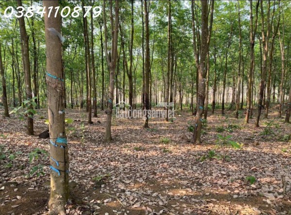 ĐẤT ĐẸP TÂN LỢI – ĐỒNG PHÚ, 2HA CAO SU – CHỈ 3 TỶ