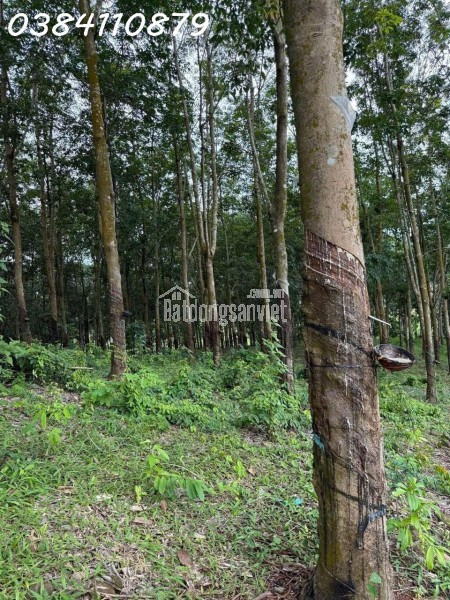 ĐẤT ĐẸP TÂN LỢI – ĐỒNG PHÚ, 2HA CAO SU – CHỈ 3 TỶ