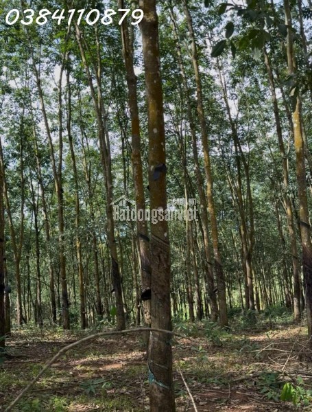 ĐẤT ĐẸP TÂN LỢI – ĐỒNG PHÚ, 2HA CAO SU – CHỈ 3 TỶ