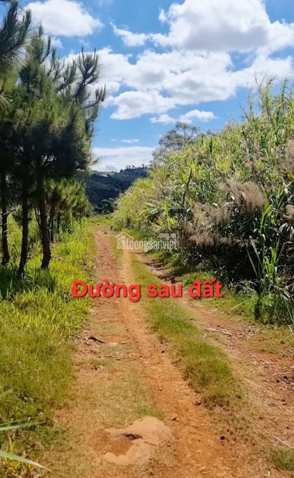 💎 ĐẤT NỀN ĐỒI ĐẸP GẦN HÒN ĐÁ BẢO LÂM, ĐÓN SÓNG CAO TỐC TÂN PHÚ – BẢO LỘC!