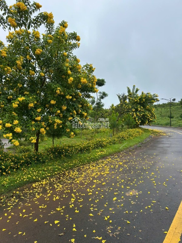 Đón đầu đặc quyền đầu tư siêu phẩm sinh lời vượt trội – La Beaute 1 - Không gian sống xanh