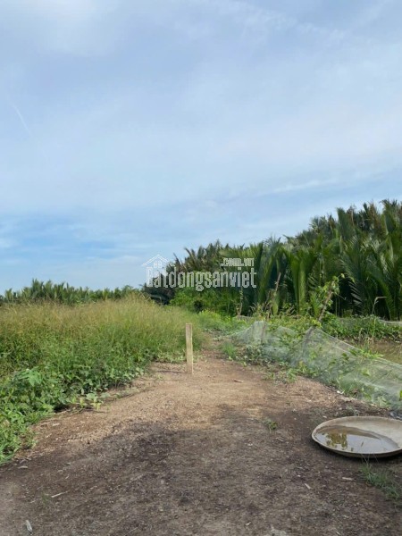 CHÍNH CHỦ CẦN BÁN 1000m² ĐẤT ĐẸP – CÁCH ĐƯỜNG RỪNG SÁC CHỈ 400M – BÌNH KHÁNH, CẦN GIỜ