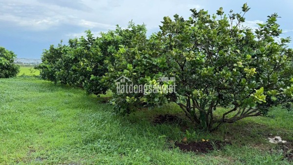 LÔ ĐẤT ĐẸP- GIÁ TỐT chính chủ cần bán nhanh lô đất tiềm năng tại huyện Vĩnh Cửu, tỉnh Đồng Nai