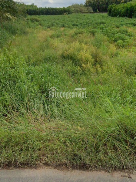 Bán đất 2318m2 Full SKC đóng tiền 1 lần-0909808615